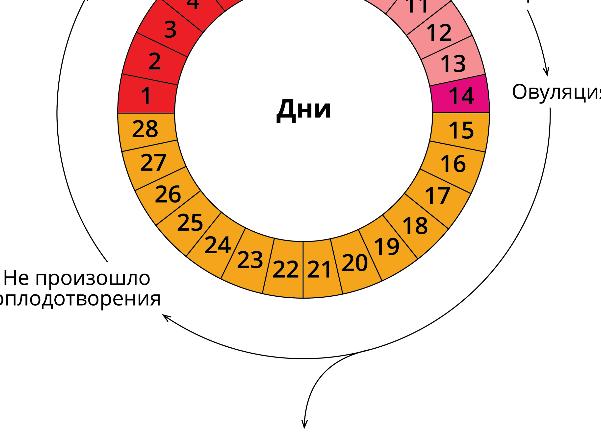 Сколько идут первые месячные