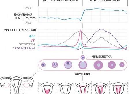 Питание и тренировки женщины в зависимости от цикла