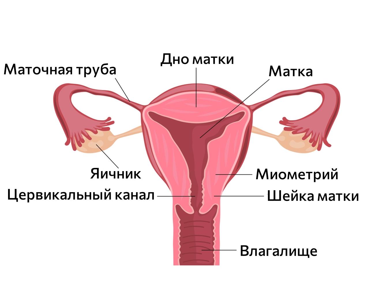 Все о месячных