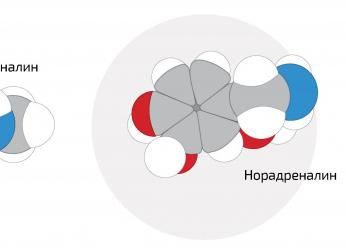 Как гормоны нами управляют: норадреналин и адреналин
